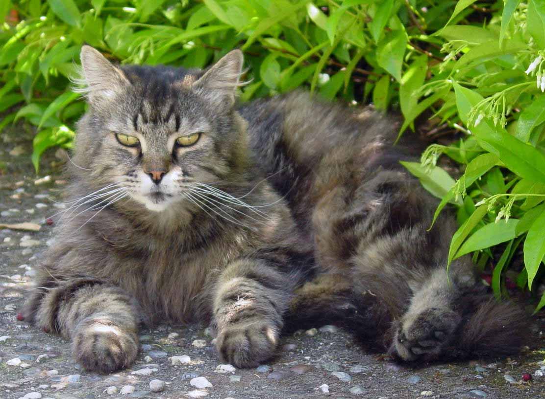 Pet Sitter San Anselmo: Outdoor Cat, Manny