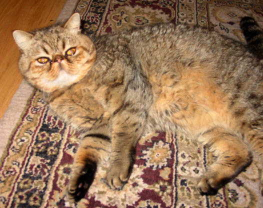 San Anselmo Pet Visits: Pet Sitter Lorna's Cat, Bugsy