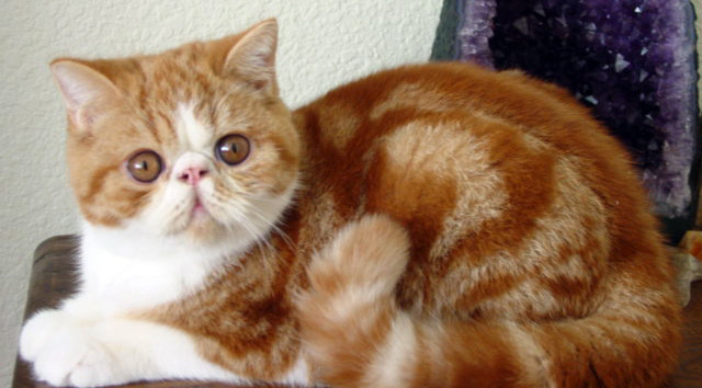 Pet Sitting Rates: Pet Sitter Lorna's Cat, Billy