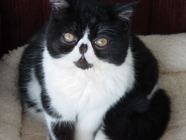 San Anselmo Pet Visits: Pet Sitter Lorna's Cat, Bugsy