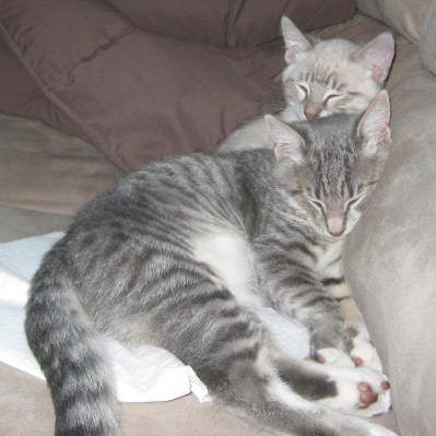 Pet Sitting Marin -- Pets for Adoption: Rumi and Kabir Sleeping